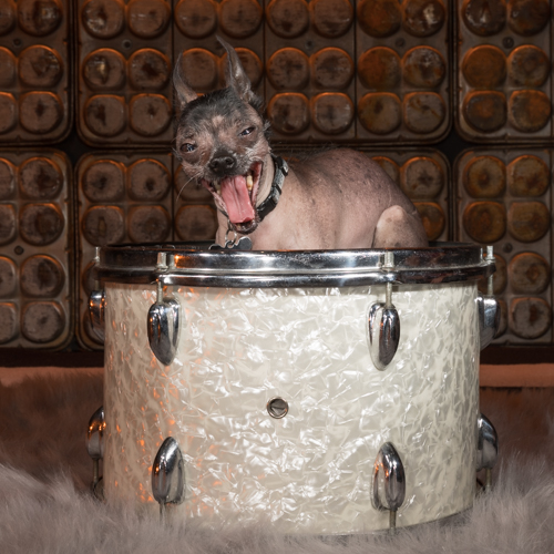 american hairless terrier in vintage drum during a pet portrait session