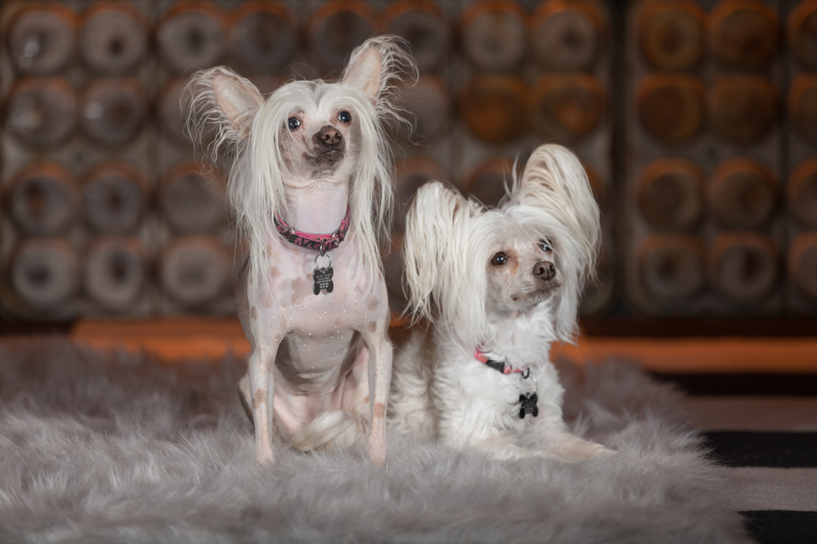 two chinese crested in pet photography studio