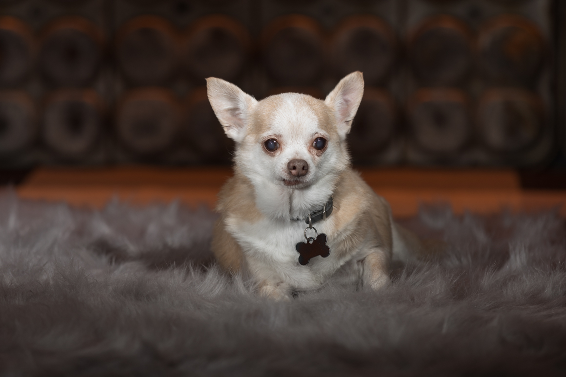 chihuahua in photography studio