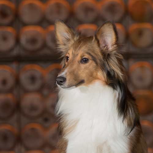 beautiful mini collie in pet photography session