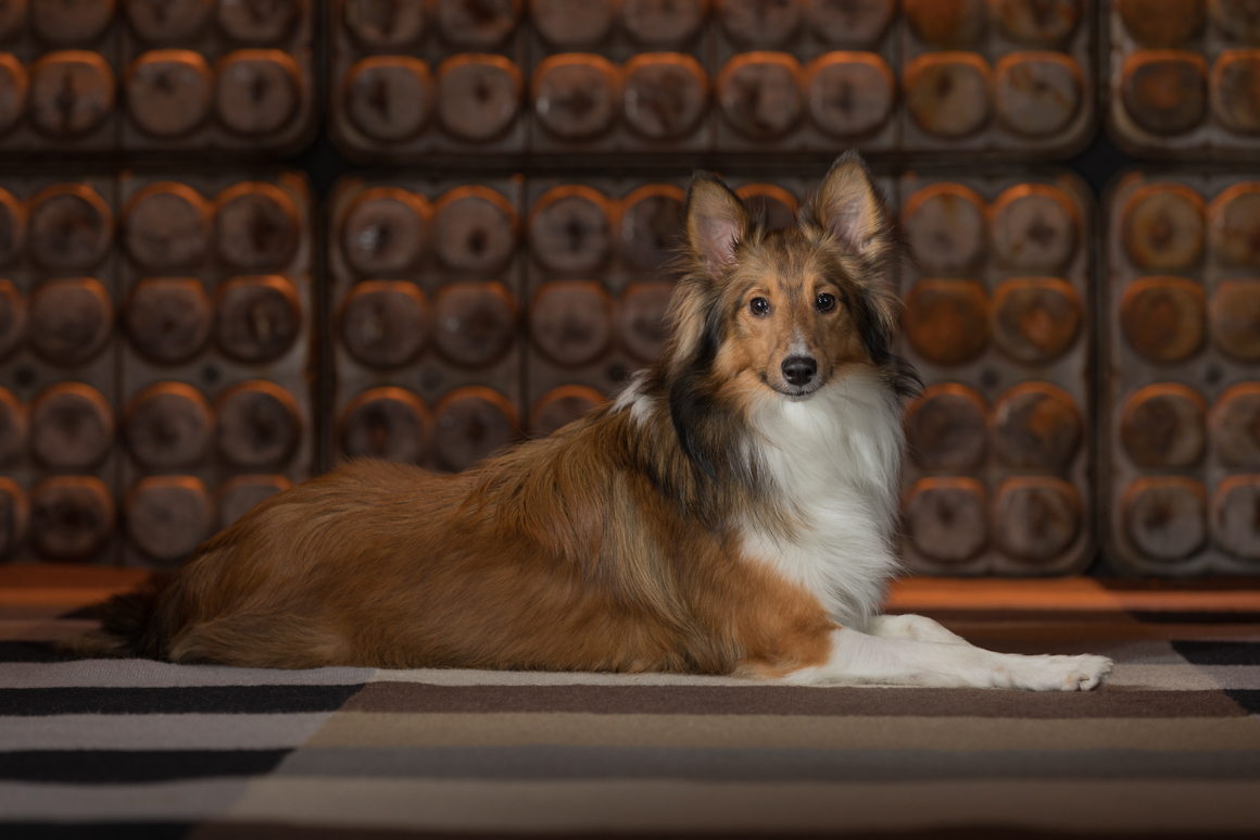collie in pet photography studio