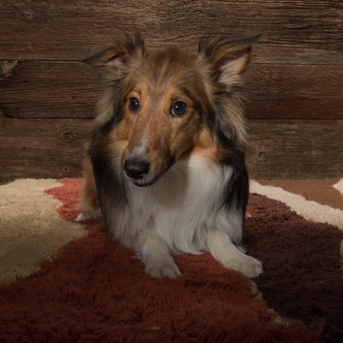 collie in pet photography session