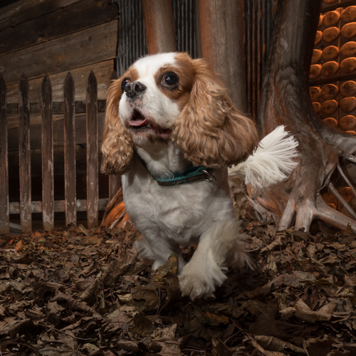 king charles in pet portrait session