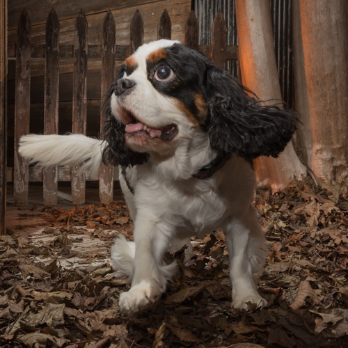 king charles in pet portrait session