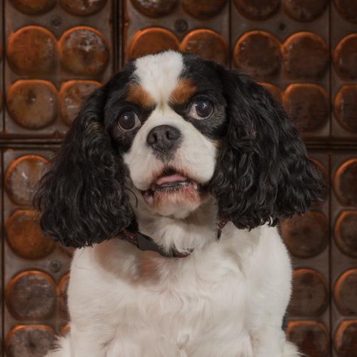 king charles spaniel pet portrait session