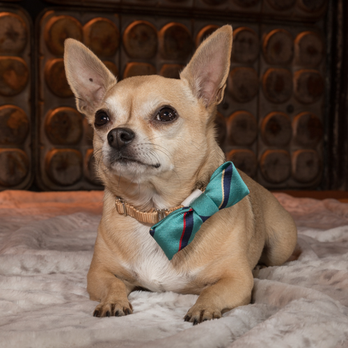chihuahua in pet portrait session
