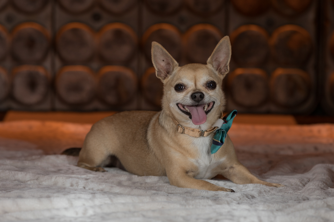 smiling chihuahua in pet photography studio