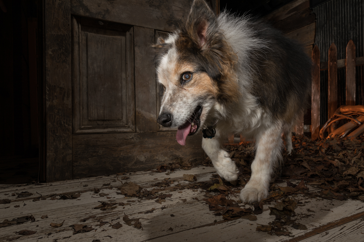 studio pet photography philadelphia
