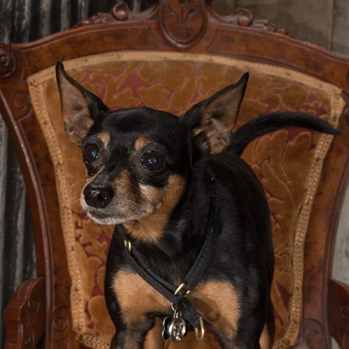 minpin in vintage chair in pet photo session
