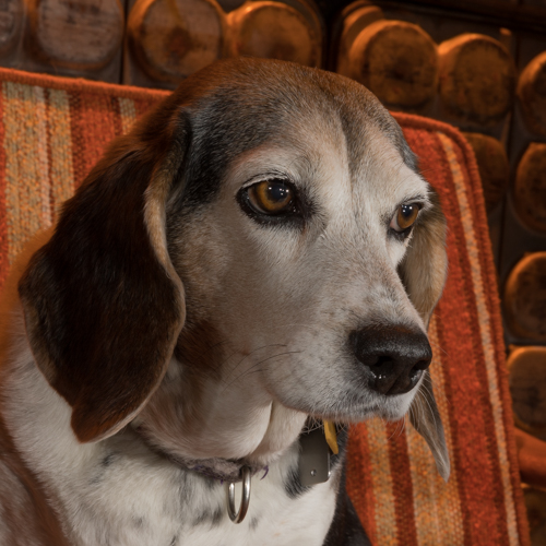 beagle in vintage mid century chair
