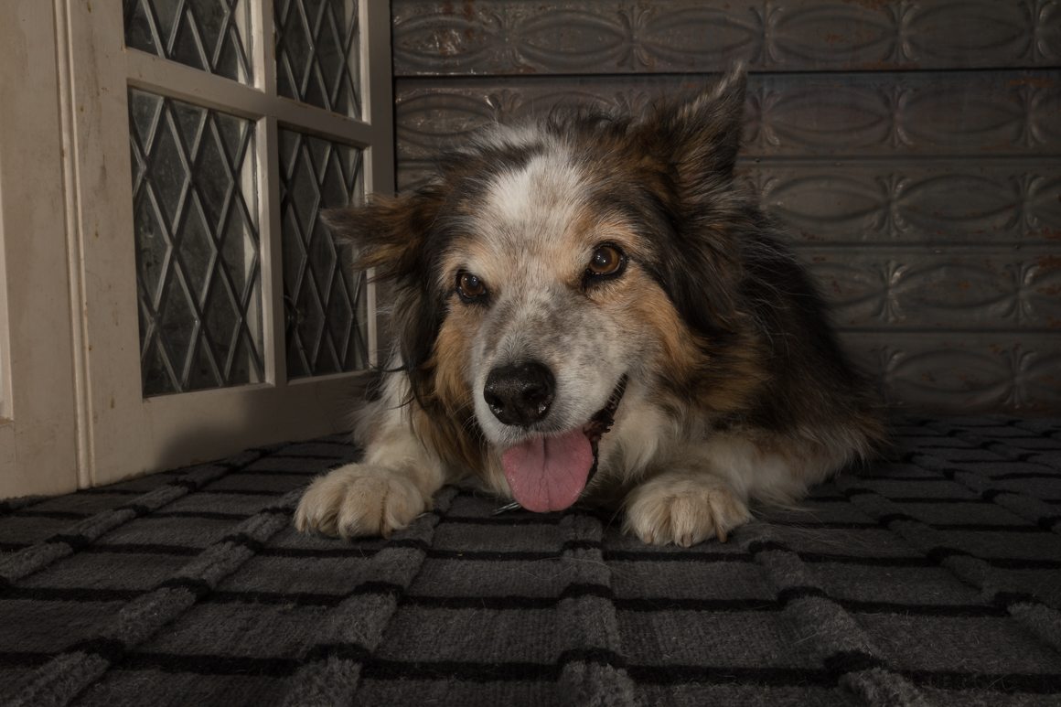 studio pet photography lancaster pa