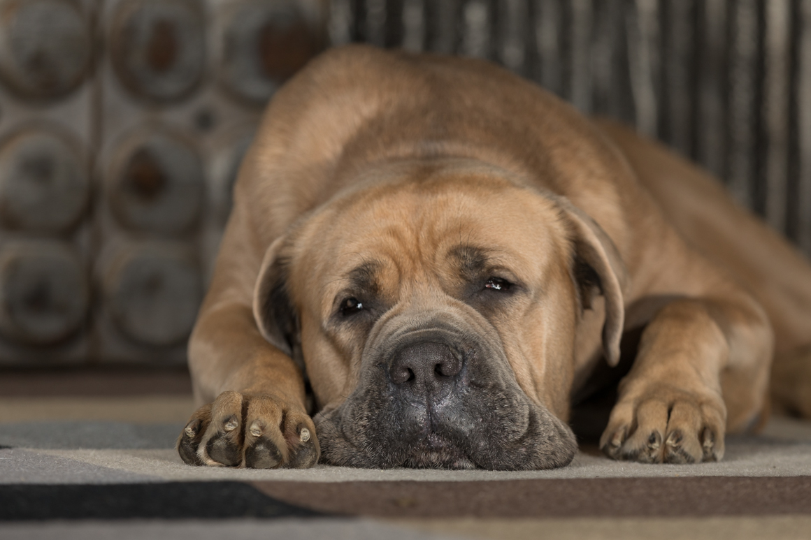 mastiff sleeping in pet photo session