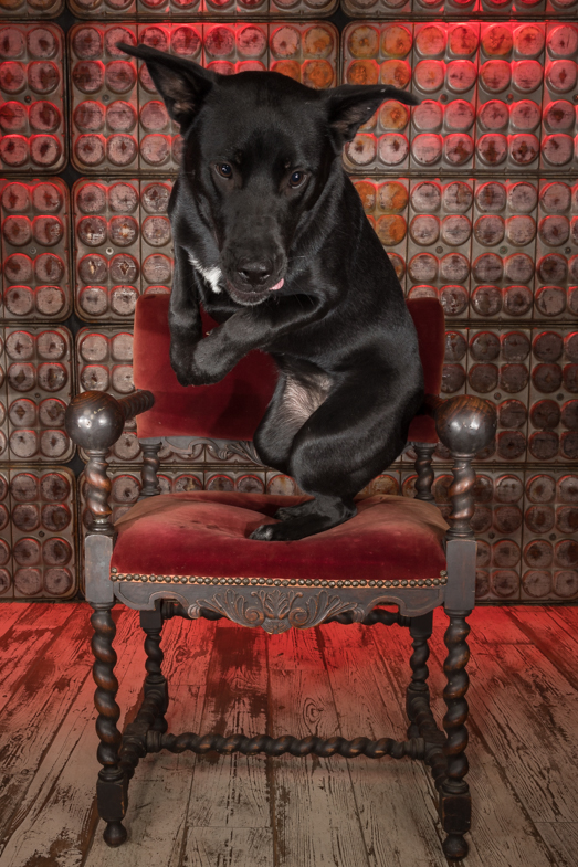 Black shepherd jumping out of vintage king's chair