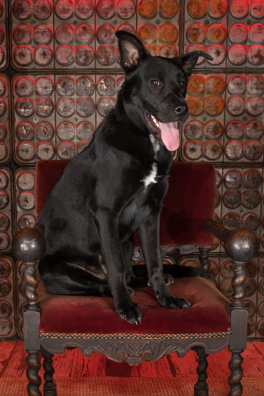 black shepherd sitting in vintage king's chair