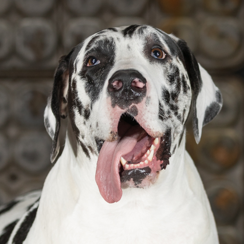 pet portrait of great dane
