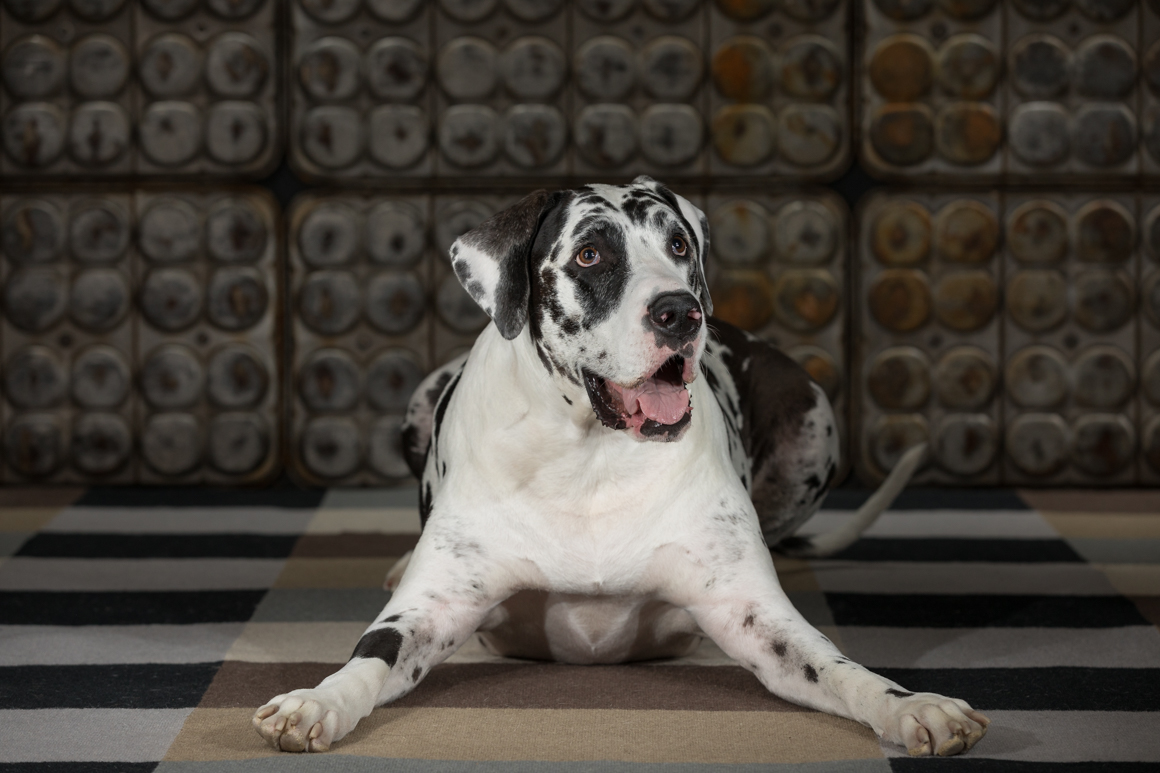 great dane sitting for studio  pet portrait