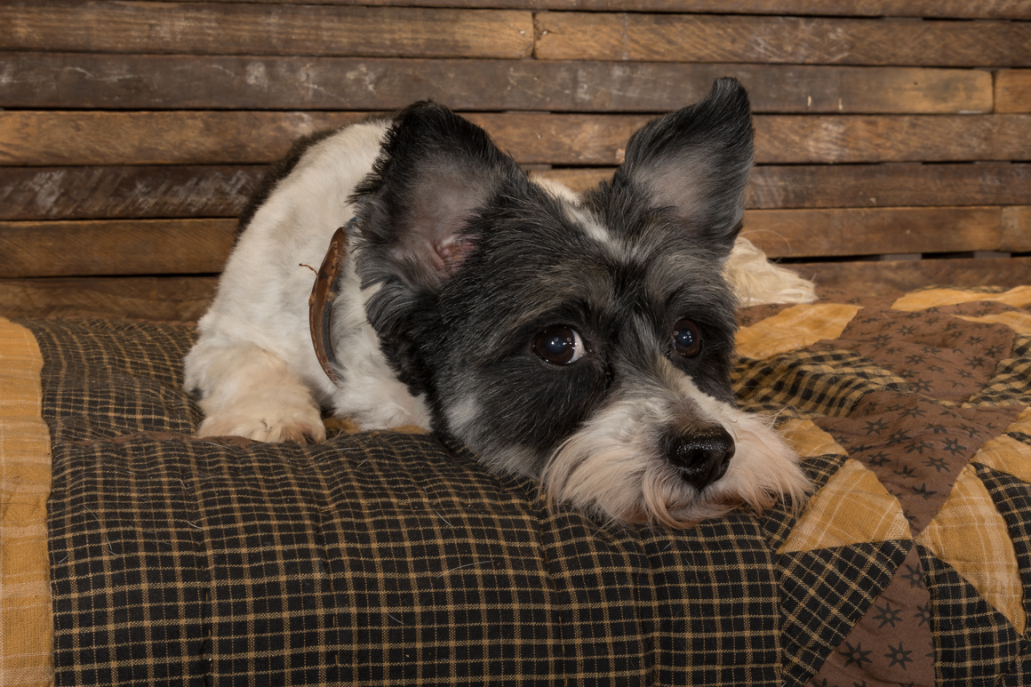 scottish terrier giving the eye