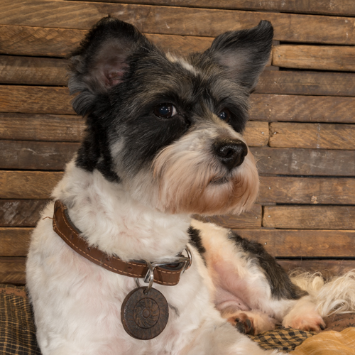 schnauzer in pet portrait session