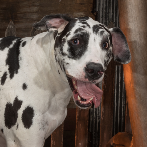 great dane have pet portrait