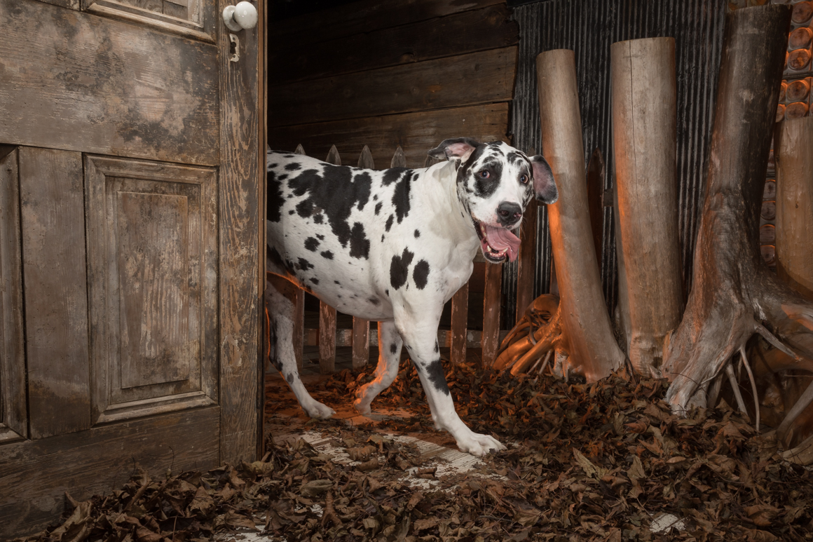 Happy great dane enjoying her stdui pet portrait seesion