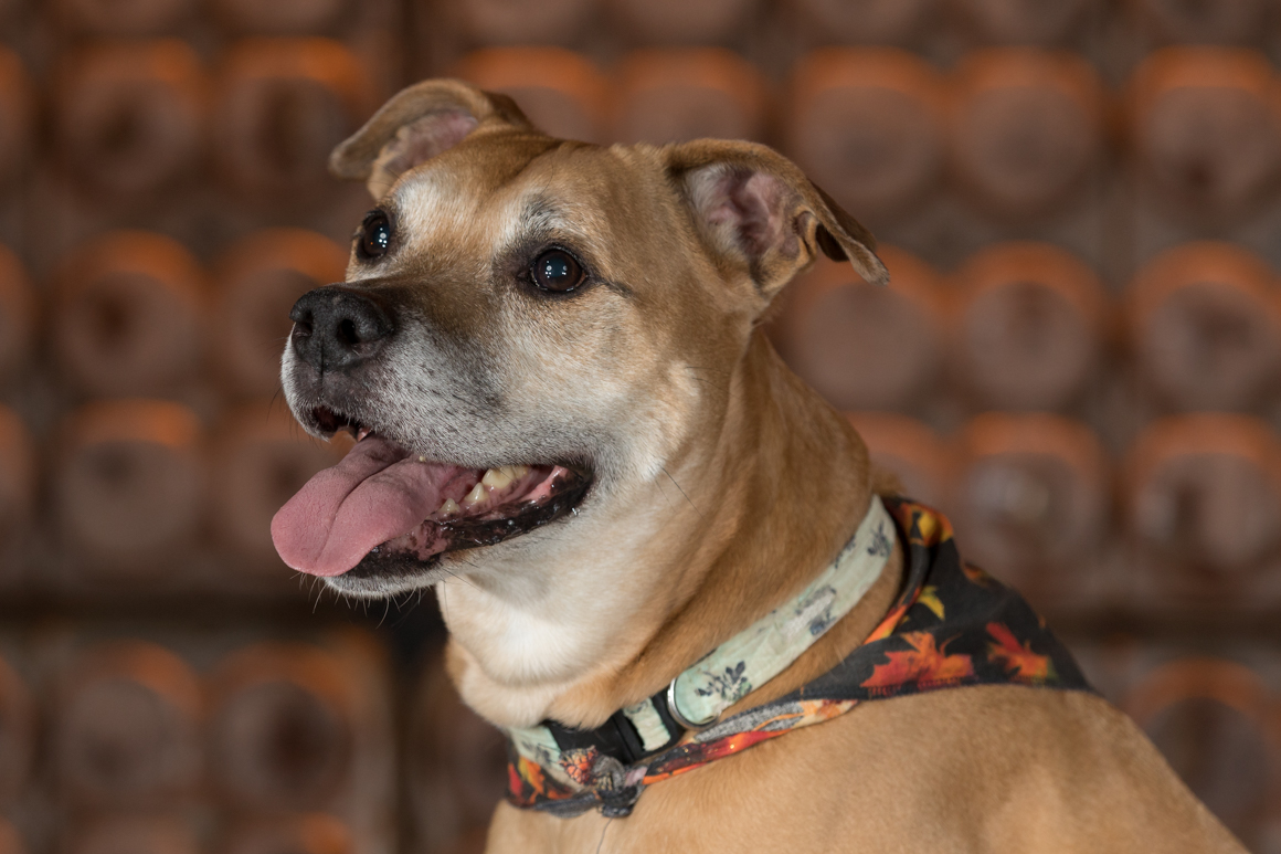 pit bull sitting for her studio pet portrait sesson
