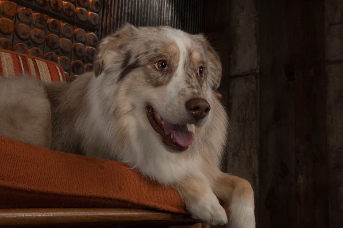 herding dog, australian shepherd