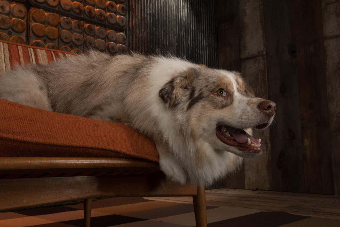 australian shepherd in photography studio