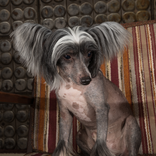chinese crested in vintage mid century modern chair