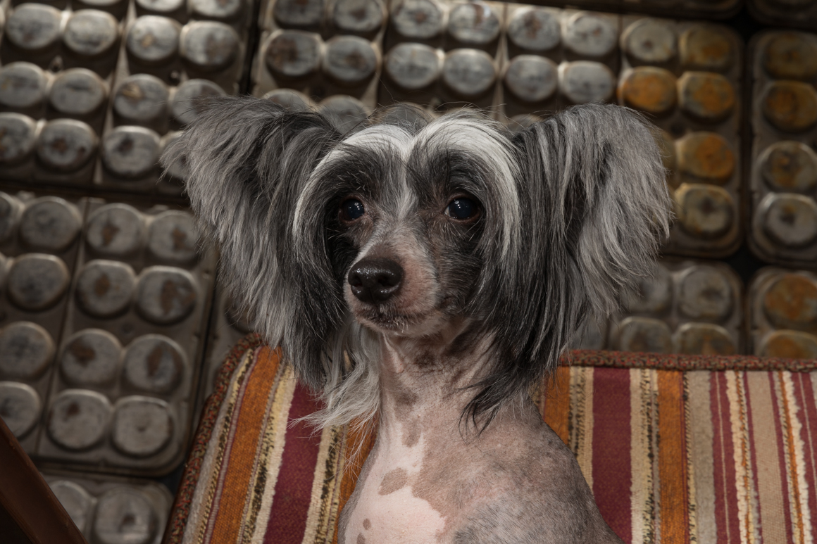 chinese crested sitting in vintage mid century chair