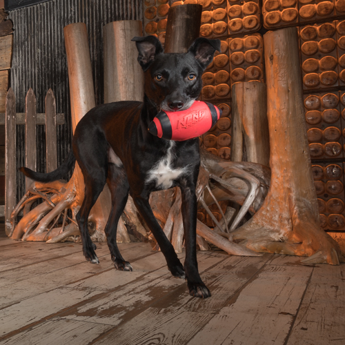 black shepherd running through unique pet photography studio