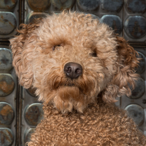 Philadelphia pet photography, gooden doodle