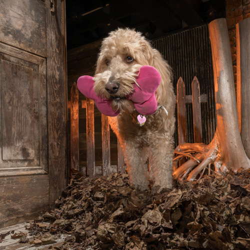 Philadelphia pet photography, golden doodle
