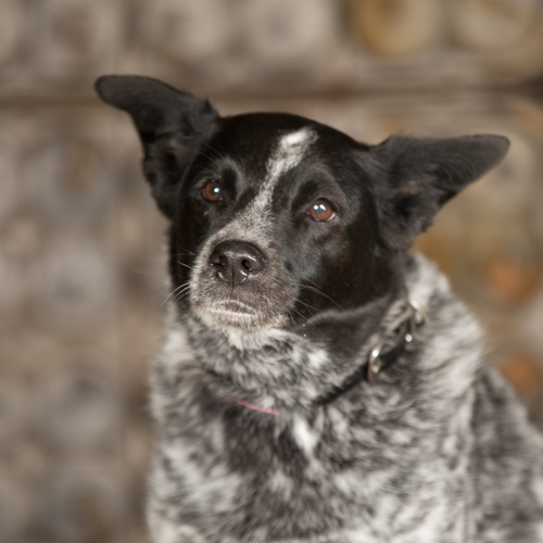 Dog with head tilted