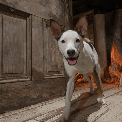 Philadelphia pet photography, 