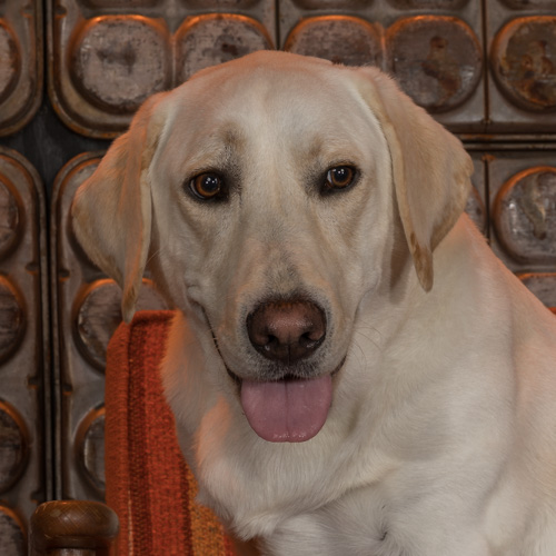 Philadelphia pet photography, labrador retriever