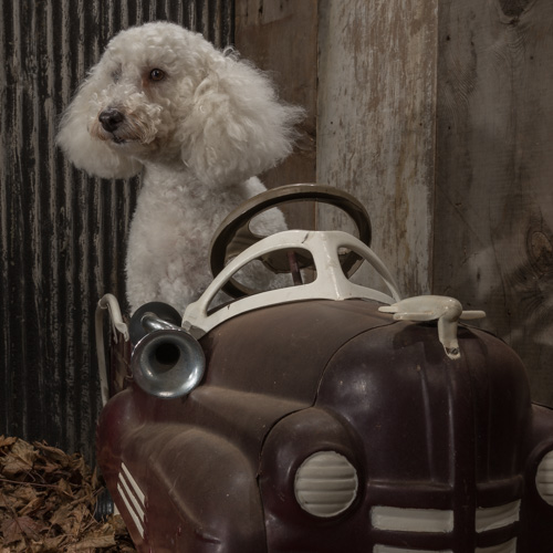 Lancaster pet photography, poodle
