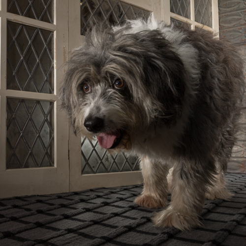Philadelphia pet photography, 