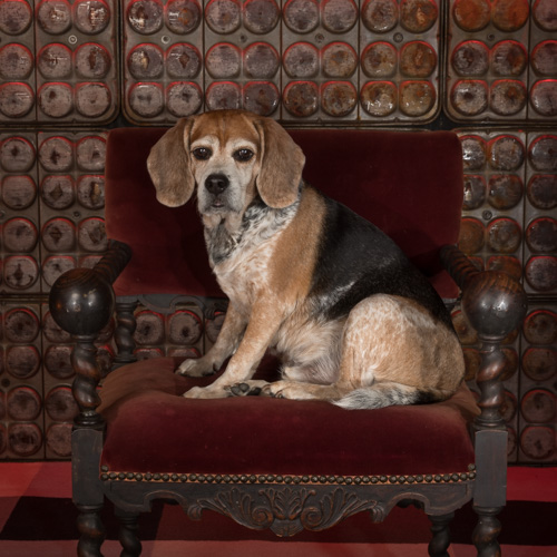 Philadelphia pet photography, beagle