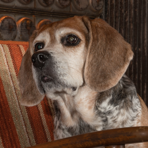 Philadelphia pet photography, beagle
