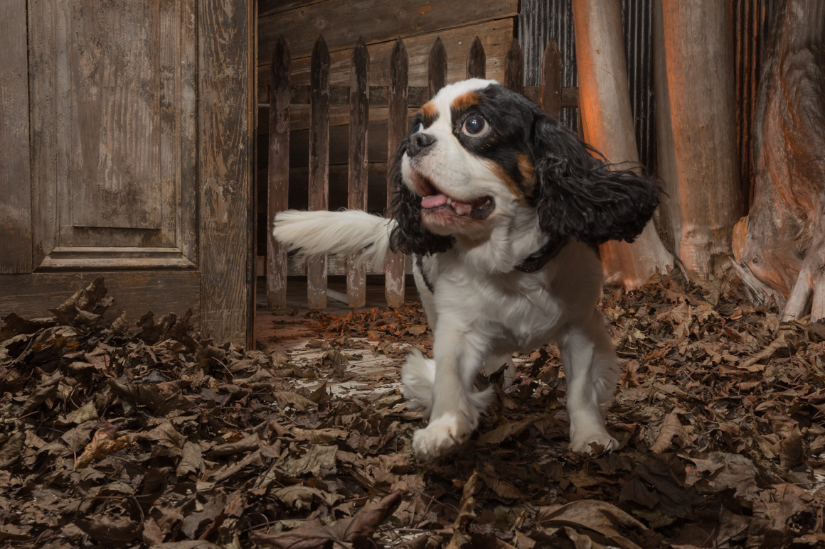 King Charles Spaniel