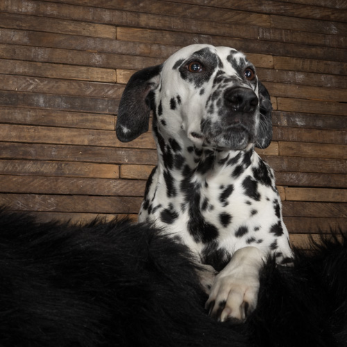 Dalmation, studio pet photography