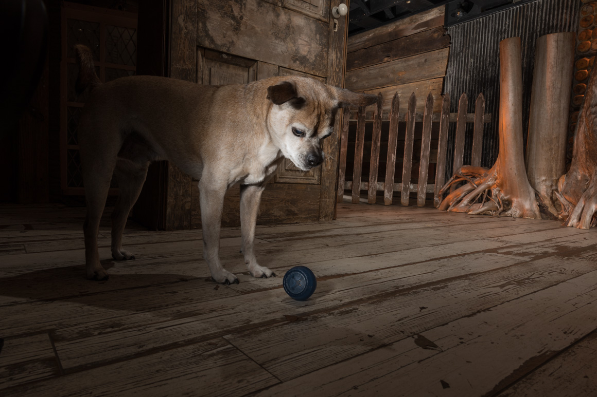 Philadelphia pet photographer