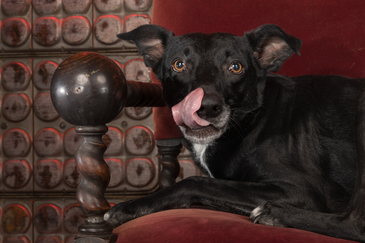 Allentown  pet photography, 