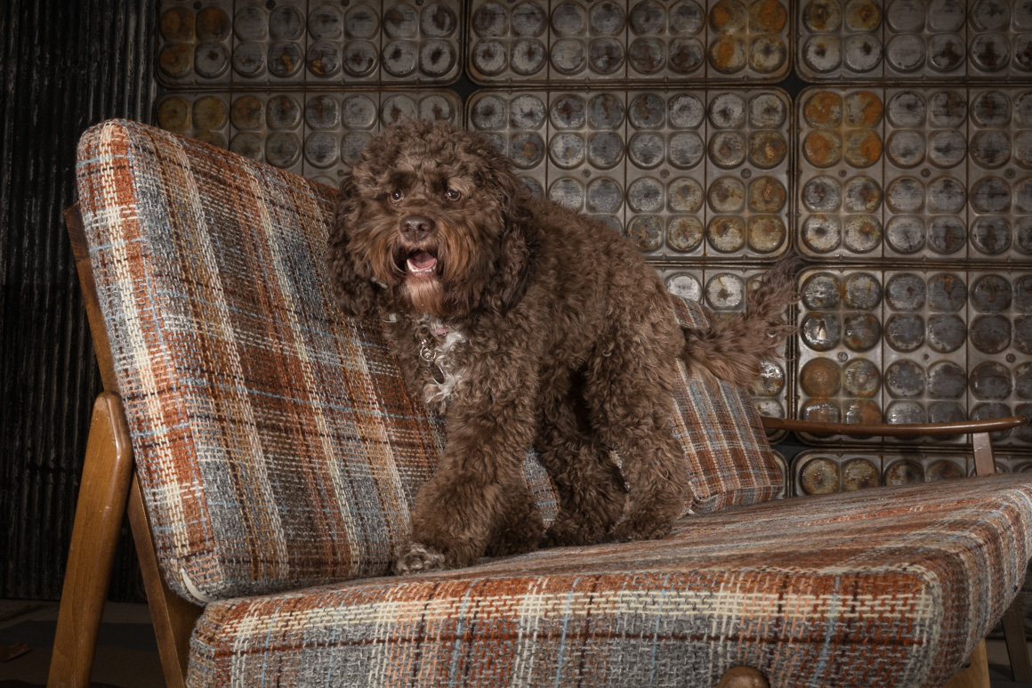Philadelphia pet photography, golden doodle
