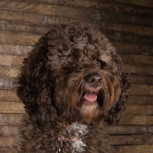 Lancaster studio pet photographer