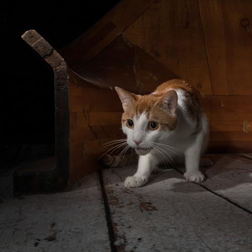Philadelphia pet photography, house cat