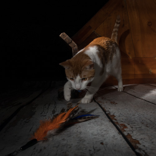 Philadelphia pet photography, house cat