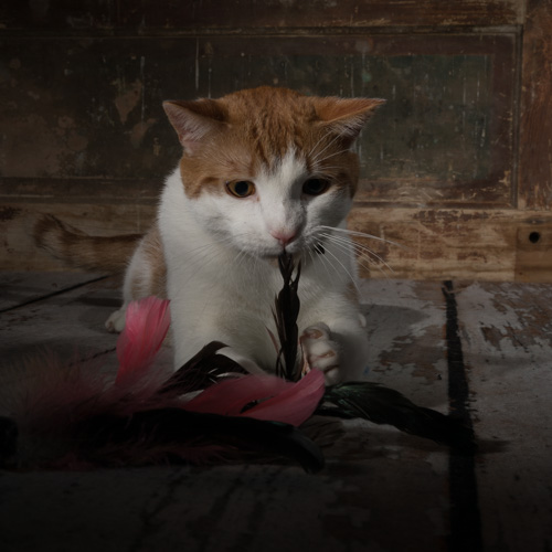 Philadelphia pet photography, 