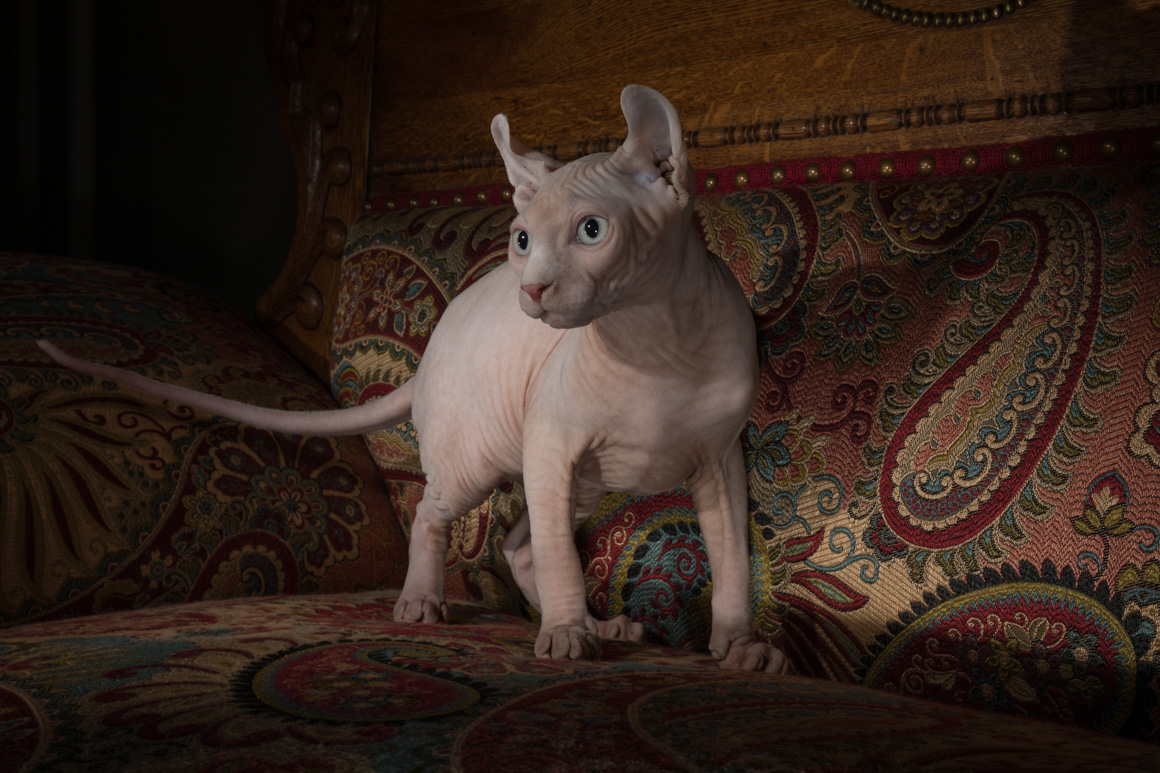 hairless cat, sphynx