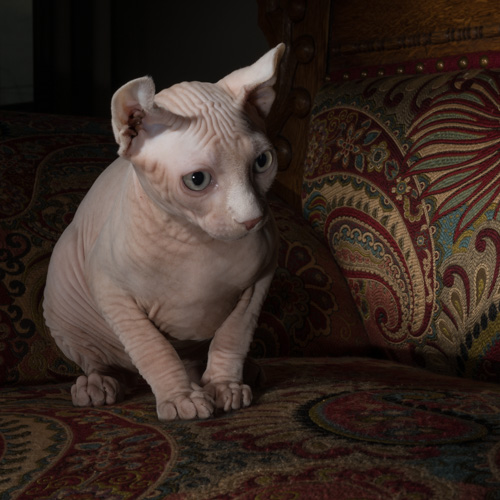 Philadelphia pet photography, hairless cat ,syphinx